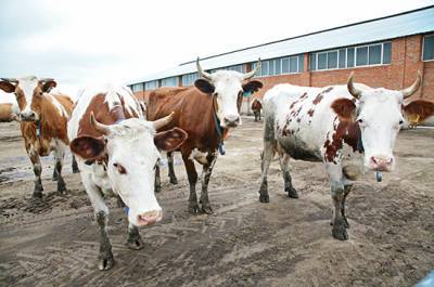 Экспорт мяса и молока из Кубани превысил 26 млн долларов в год