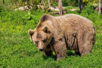 Пожилая россиянка отпугнула набросившегося медведя рыком