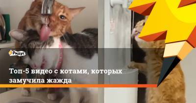 Топ-5 видео с котами, которых замучила жажда