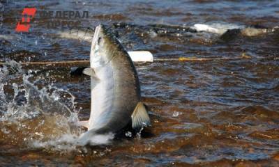 В Югре выпустили восемь тысяч мальков сибирского осетра в реку Иртыш