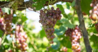 Можно ли в Армении прожить, выращивая виноград? Эксперты разошлись во мнении
