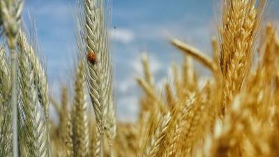 ООН заявила о рекордном падении урожая пшеницы на Украине