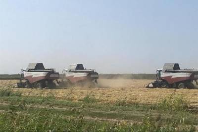 Рисоводы Кубани спасли урожай в условиях засухи