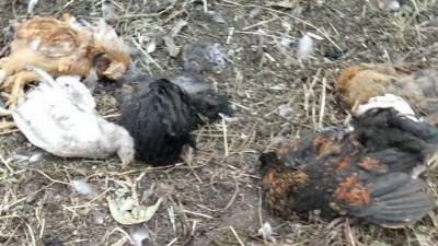 В деревне под Уфой неизвестные животные уничтожают кур