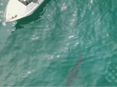 В Сети показали ошеломительные снимки: к мертвому киту начали плыть акулы