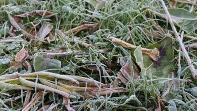 МЧС предупреждает о воскресных заморозках в Ленобласти
