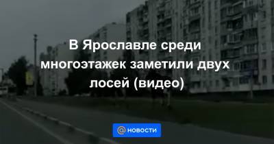 В Ярославле среди многоэтажек заметили двух лосей (видео)