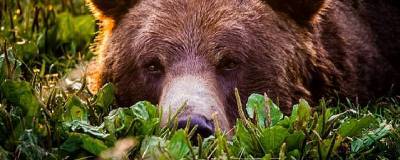В Кабардино-Балкарии медведь бросился под колеса машины