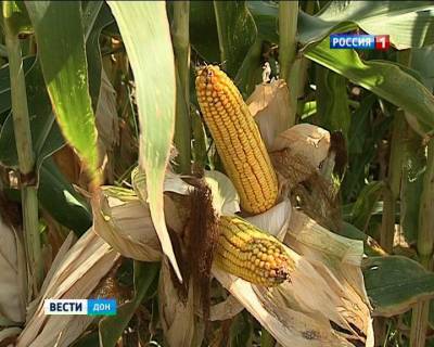 Холодная весна и нехватка влаги летом плохо повлияли на урожай донской кукурузы