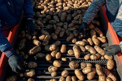 Российские ученые изучат иммунитет картофеля для его выращивания в Арктике