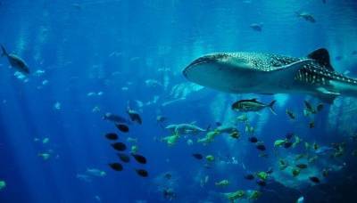 Биологи признали самку китовой акулы самой большой рыбой в мире - ecosever.ru