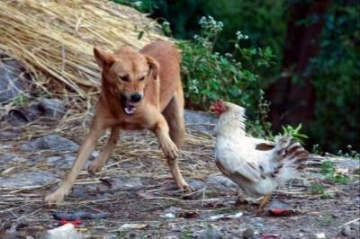 В Рогатине старушка предстала пред судом за то, что ее собака стащила курицу