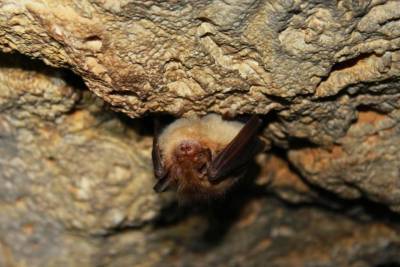 Российские ученые обнаружили на Кунашире новый вид летучих мышей