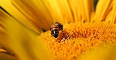 Пчелы оказались способны к дрессировке