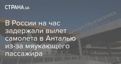 В России на час задержали вылет самолета в Анталью из-за мяукающего пассажира