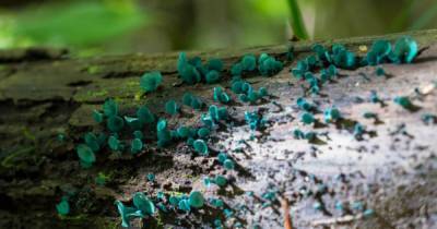 В Подмосковье выросли сине-зеленые грибы