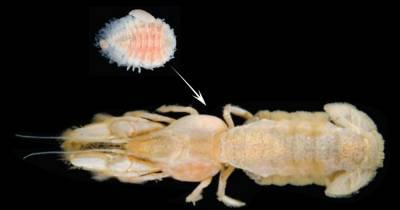 На севере Тихого океана нашли «высасывающего» креветок паразита