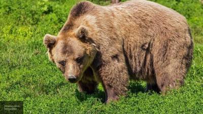 Рык пожилой жительницы Якутии обратил медведя в бегство