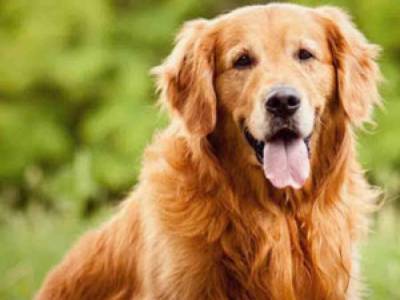«Сеть в восторге»: пес помог хозяину быстрее закончить работу