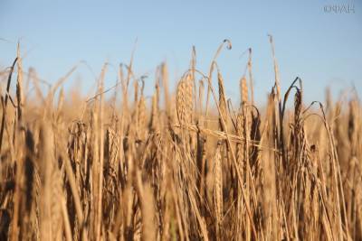 Россия может заместить своей пшеницей французское зерно на рынке Алжира