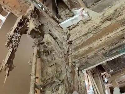 В Австралии термиты уничтожили особняк за полмиллиона долларов
