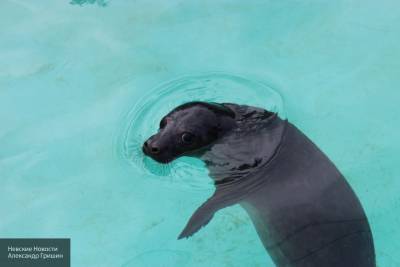 В Ирландии начали выдавать лицензии на отстрел тюленей