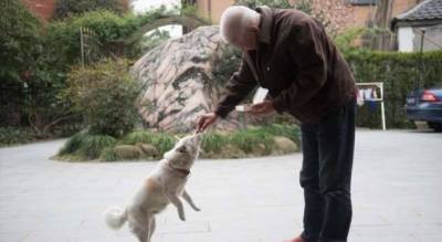 Жители деревни вместе опекают старую собаку после гибели хозяйки