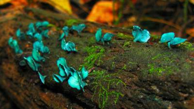 В подмосковном лесу нашли грибы необычного цвета