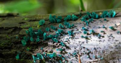 В подмосковном лесу нашли сине-зеленые "смурфо-грибы"