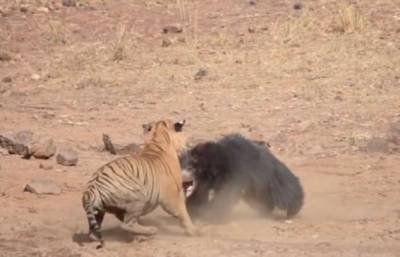 Тигр не поделил территорию с медведем и проиграл: видео из Индии