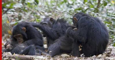 У шимпанзе нашли еще одну общую с людьми черту