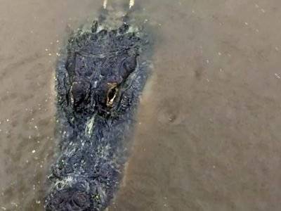 Женщина из Алабамы c удивлением обнаружила огромного аллигатора во дворе