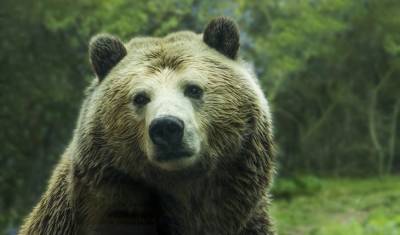 Пенсионерка из Якутии напугала рычанием напавшего на неё медведя