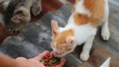 Подросток в Бат-Яме угрожал ножом людям, кормившим кошек