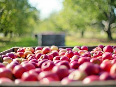 На 10% подешевели яблоки в Нижегородской области