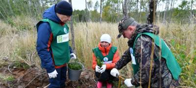 Три тысячи елей посадили в Карелии участники акции "Сохраним лес"
