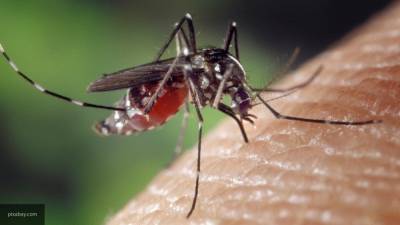 Укус обычного комара может привести к тяжелой болезни