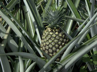 Ученые сообщили об эффективности ананаса для лечения и профилактики коронавируса