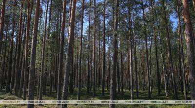 Ограничения на посещение лесов действуют в трех районах Беларуси