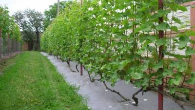 Выбор типа и устройство виноградных опор