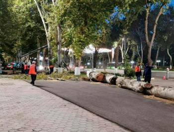 Возле дворца "Туркистон" сегодня вырубили несколько деревьев. Активисты говорят, что они были сухими
