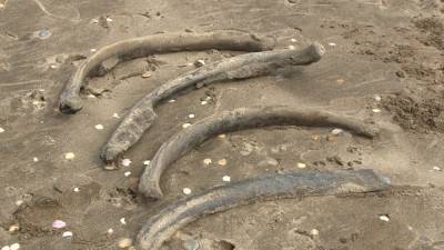 Дети нашли останки огромных древних ленивцев на пляже в Аргентине.