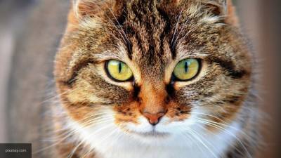 Голландия собирается судить хозяев нашкодивших кошек