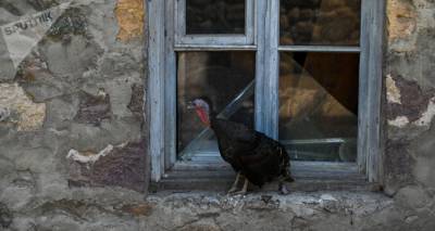 Птицеводы Армении роздали несушек 50 семьям, пострадавшим на границе в Айгепаре