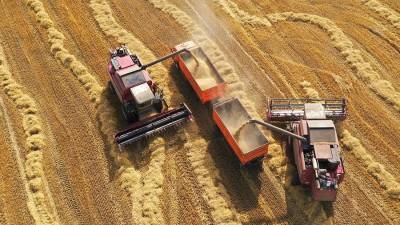 В Минобрнауки заявили о риске захвата российского рынка пшеницы