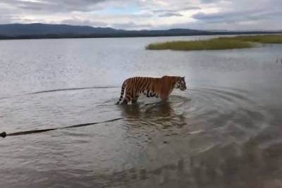 Тигр приезжего цирка искупался в читинском Кеноне — видео
