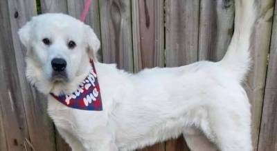 Добром за добро: спасенный пес защитил волонтерку от похитителей