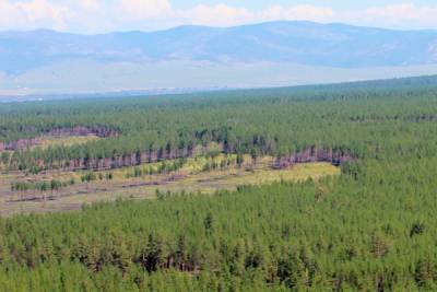 В Бурятии возбудили два уголовных дела за создание фиктивных фирм по лесозаготовке