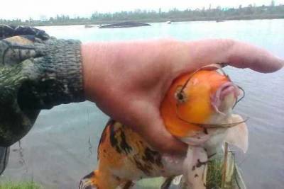 Настоящая «золотая рыбка»: новосибирец поймал рыбу с необычной чешуей