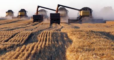 На 1 сентября в Беларуси намолочено 7,737 млн т зерна